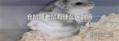 仓鼠跟老鼠有什么区别吗