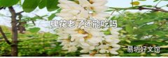 槐花老了还能吃吗