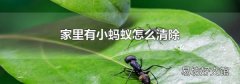 家里有小蚂蚁怎么清除
