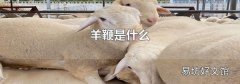 羊鞭是什么