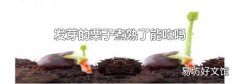 发芽的栗子煮熟了能吃吗