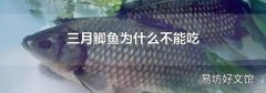 三月鲫鱼为什么不能吃