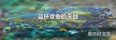 蓝环章鱼的天敌