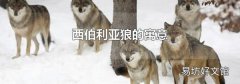 西伯利亚狼的寓意