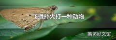 飞蛾扑火打一种动物
