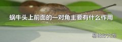 蜗牛头上前面的一对角主要有什么作用