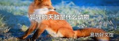狐貍的天敵是什么動物