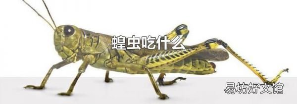 蝗虫吃什么