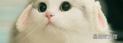 坐火车带猫咪需要准备什么