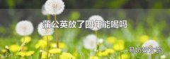 蒲公英放了四年能喝吗
