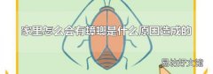 家里怎么会有蟑螂是什么原因造成的