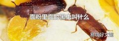 面粉里面的黑虫叫什么