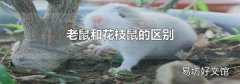 老鼠和花枝鼠的区别