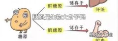 糖原是生物大分子吗