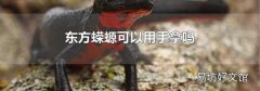 东方蝾螈可以用手拿吗