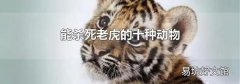 能杀死老虎的十种动物