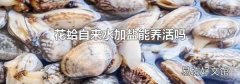 花蛤自来水加盐能养活吗