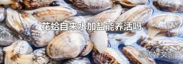 花蛤自来水加盐能养活吗