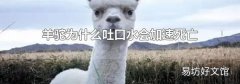 羊驼为什么吐口水会加速死亡