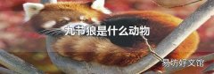 九節(jié)狼是什么動物
