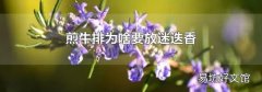 煎牛排为啥要放迷迭香