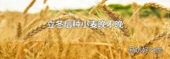立冬后种小麦晚不晚