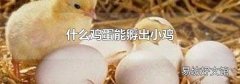 什么鸡蛋能孵出小鸡