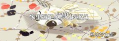 家里蛾子多怎么找源头