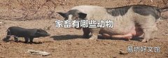 家畜有哪些动物