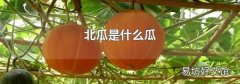 北瓜是什么瓜