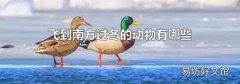 飞到南方过冬的动物有哪些
