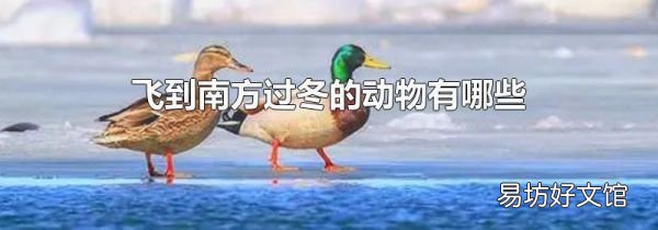 飞到南方过冬的动物有哪些