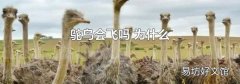 鸵鸟会飞吗 为什么