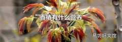 香椿有什么营养