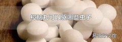 樟脑丸可以驱哪些虫子