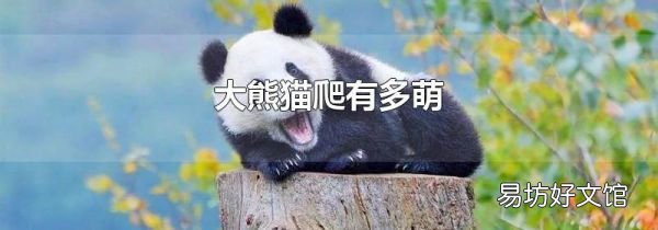 大熊猫爬有多萌