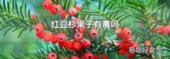 红豆杉果子有毒吗