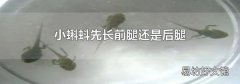 小蝌蚪先长前腿还是后腿