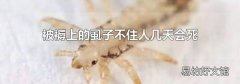 被褥上的虱子不住人几天会死