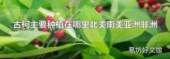 古柯主要种植在哪里北美南美亚洲非洲