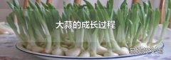 大蒜的成长过程