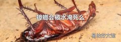 蟑螂会被水淹死么