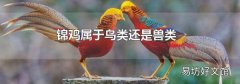 锦鸡属于鸟类还是兽类