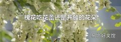 槐花吃花蕾还是开放的花朵