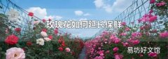 玫瑰花如何延长保鲜