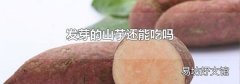 发芽的山芋还能吃吗