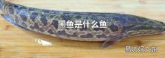 黑鱼是什么鱼