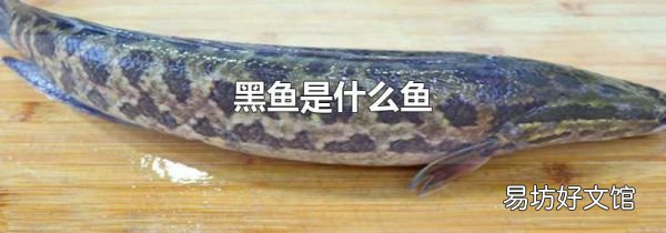 黑鱼是什么鱼