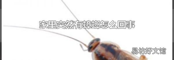 家里突然有蟑螂怎么回事