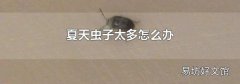 夏天虫子太多怎么办